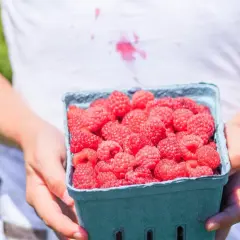 Ręce trzymające niebieskie pudełko pełne malin. Na białej koszulce widoczna jest plama z malin, świadcząca o radości z owocobrania.