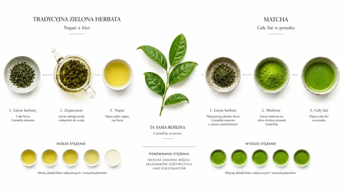 Porównanie tradycyjnej zielonej herbaty i matchy. Dowiedz się, matcha co to jest i jak powstaje ten cenny proszek z liści Camellia sinensis.