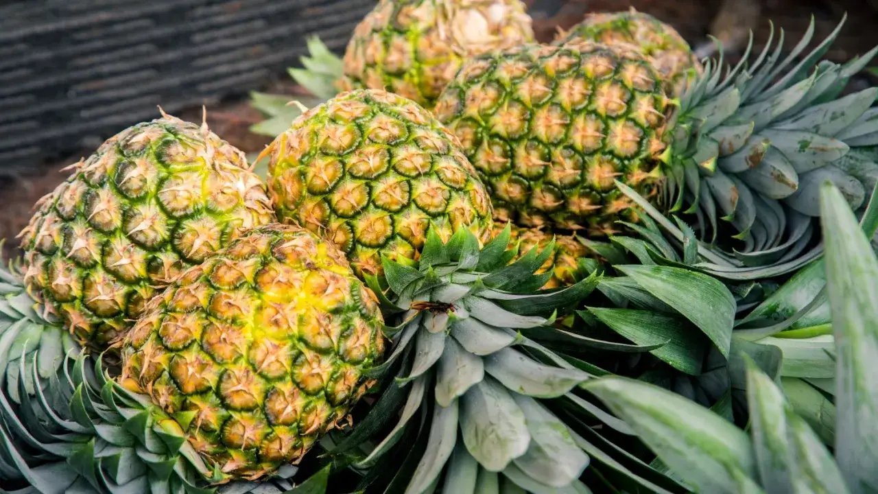 Ananas, źródło bromelainy. Enzym ten pomaga w trawieniu i ma właściwości przeciwzapalne.