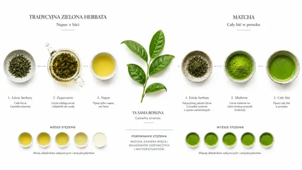 Porównanie tradycyjnej zielonej herbaty i matchy. Dowiedz się, matcha co to jest i jak powstaje ten cenny proszek z liści Camellia sinensis.